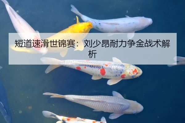 短道速滑世锦赛：刘少昂耐力争金战术解析